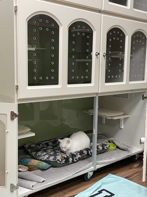 Cat Condo
