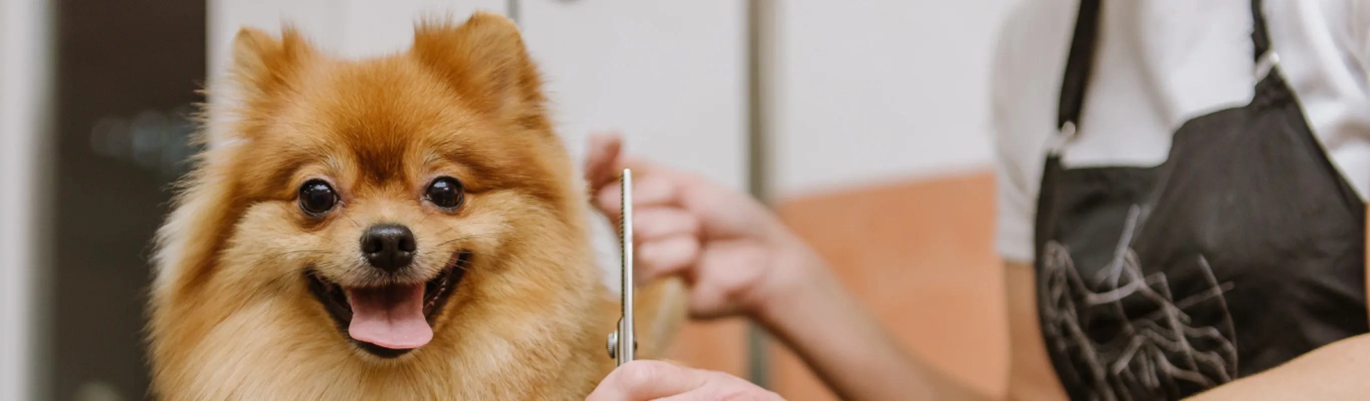 Pomeranian being groomed by a groomer Pomeranian being groomed by a groomer