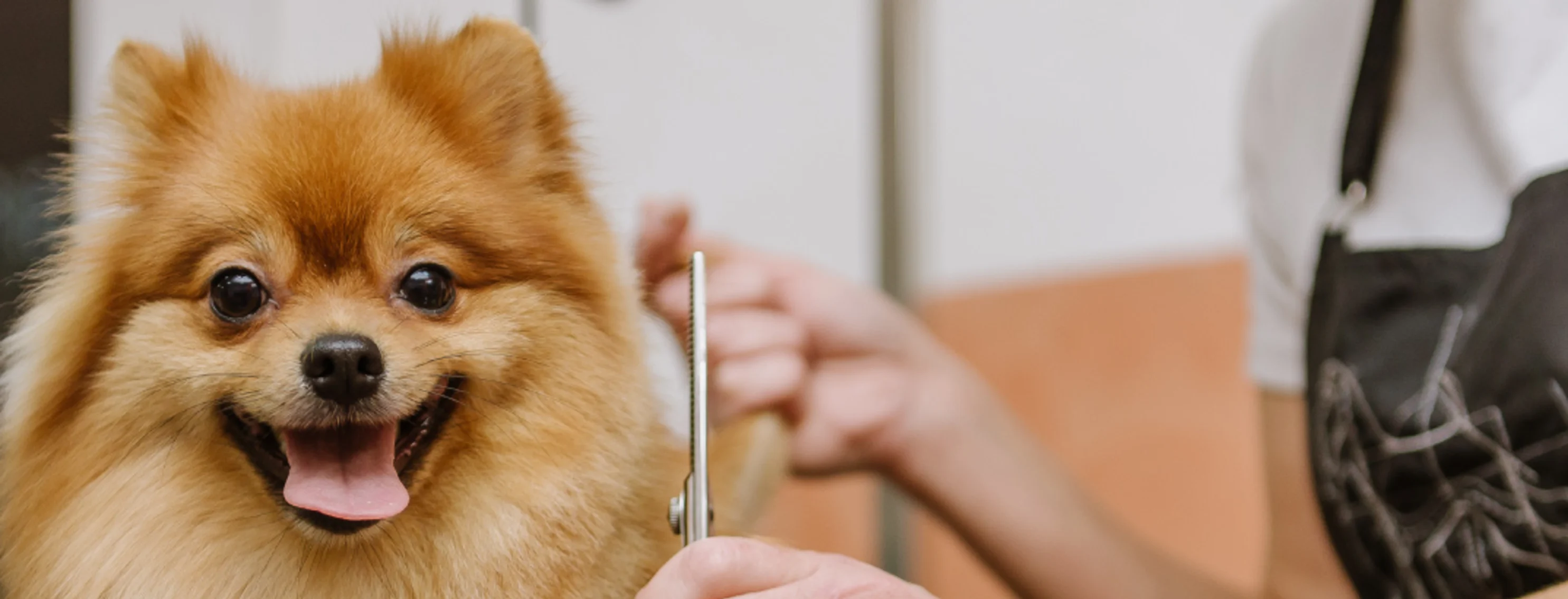 Pomeranian being groomed by a groomer