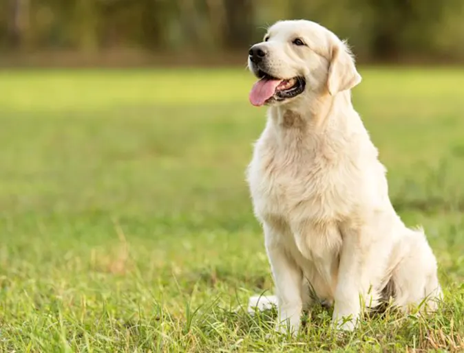 Minimally Invasive Surgery for Pets: Types, Benefits, and What to Expect Minimally Invasive Surgery for Pets: Types, Benefits, and What to Expect
