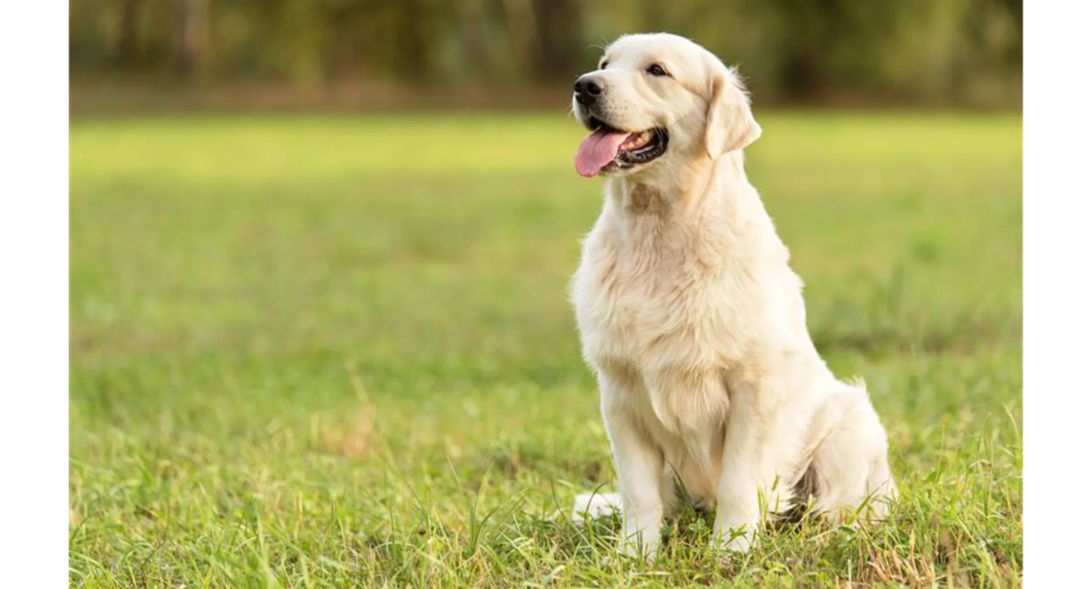 Minimally Invasive Surgery for Pets: Types, Benefits, and What to Expect Minimally Invasive Surgery for Pets: Types, Benefits, and What to Expect