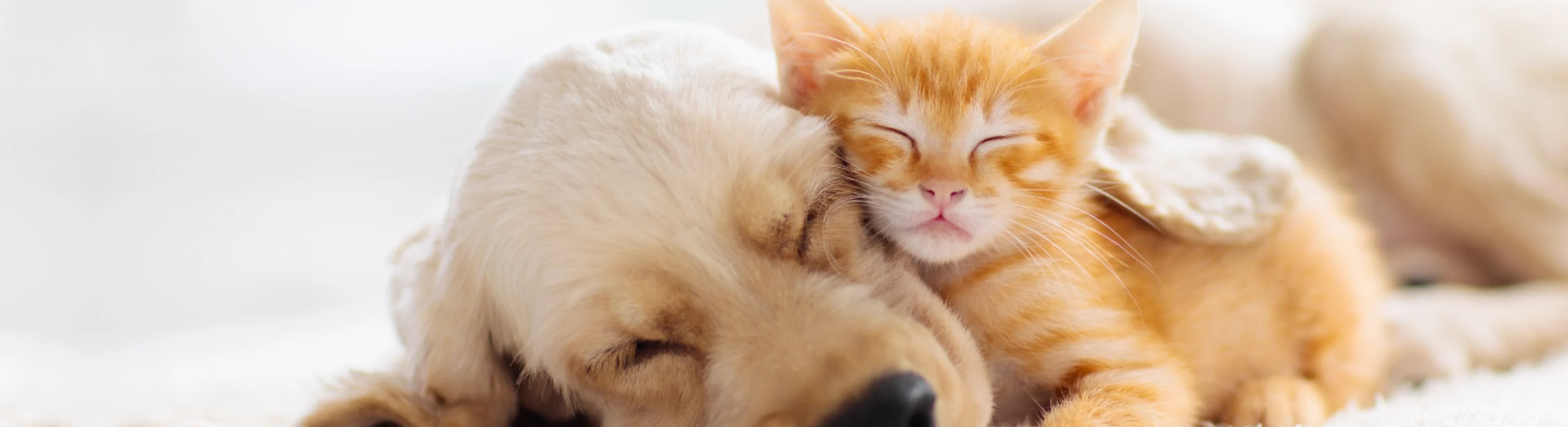 Puppy with Kitten snuggle at home