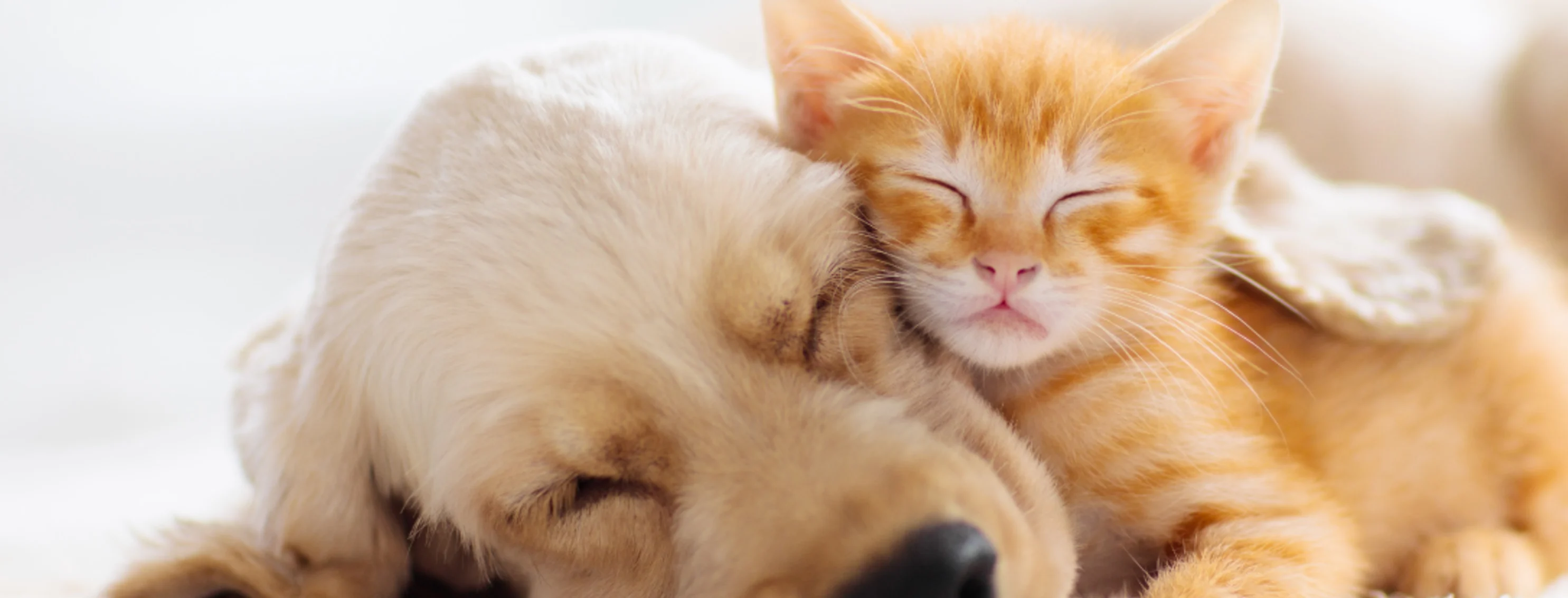 Puppy with Kitten snuggle at home