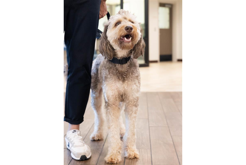  Goldendoodle Smiling