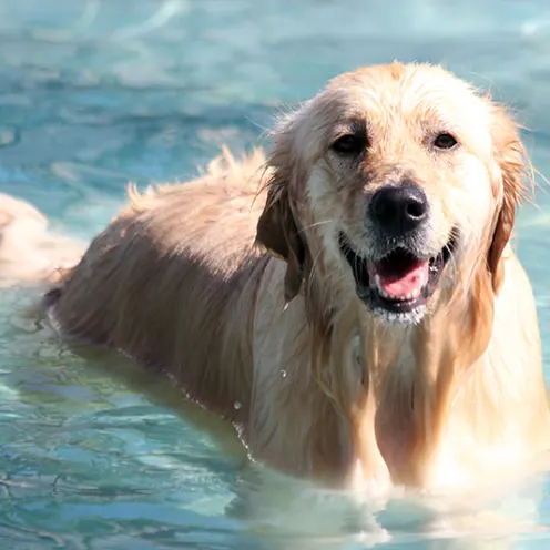 Lauderdale Pet Lodge Dog Happy