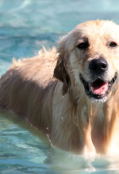 Lauderdale Pet Lodge Dog Happy Lauderdale Pet Lodge Dog Happy