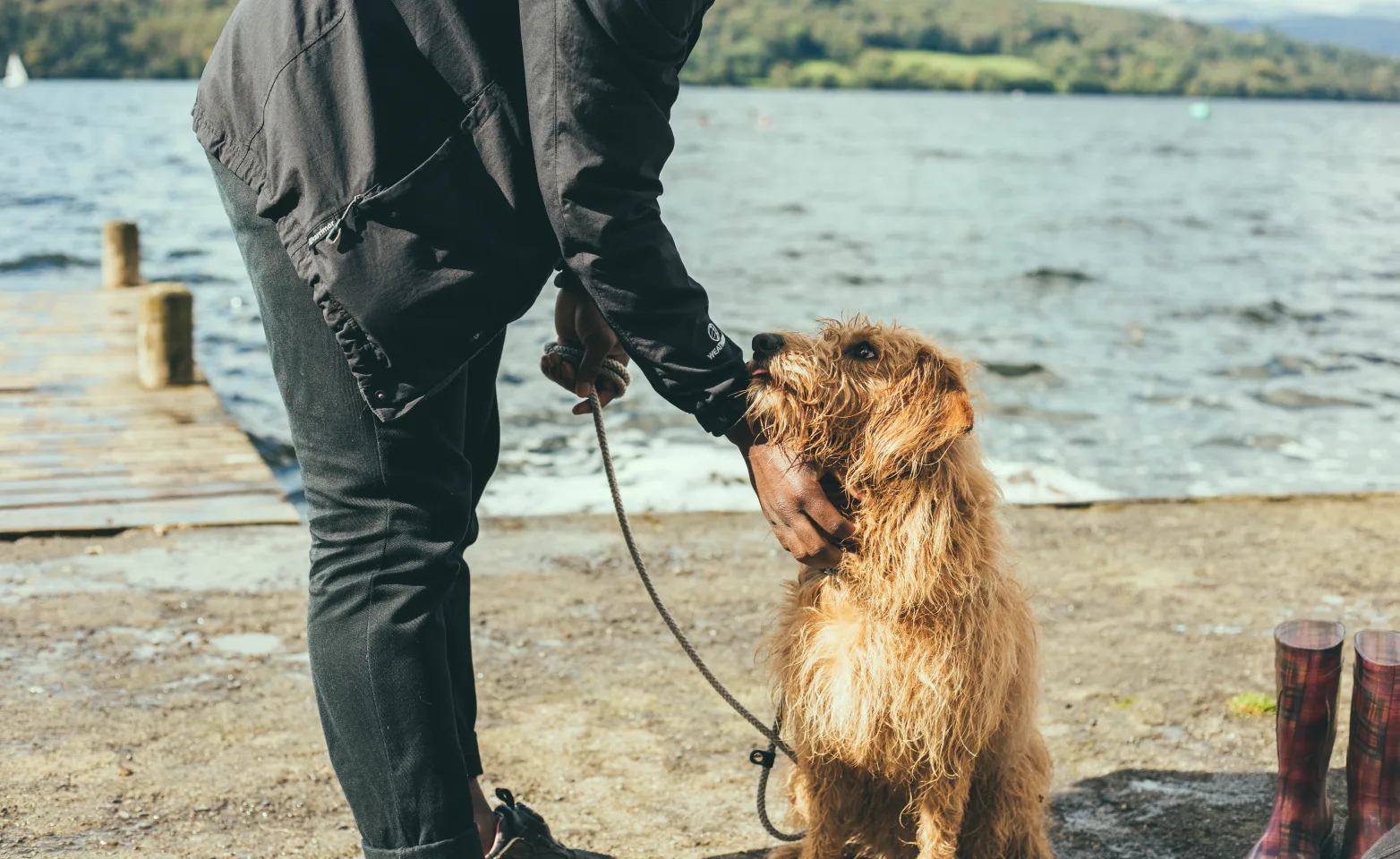 Dog by a lake Dog by a lake