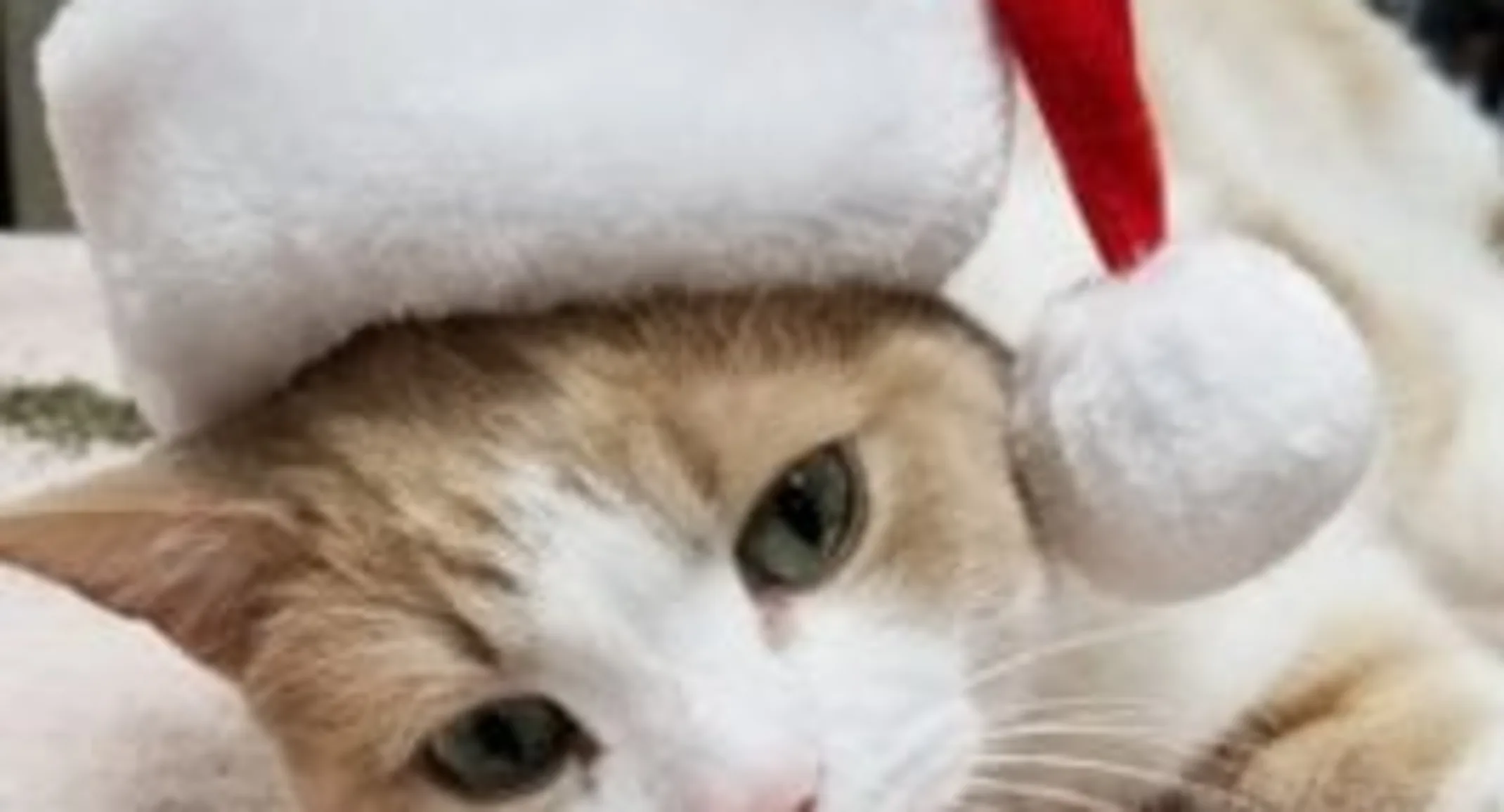 Expo in a Christmas hat Expo in a Christmas hat