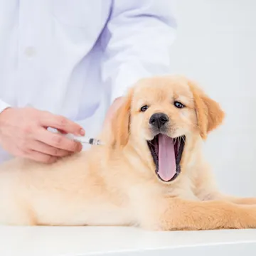 Labrador puppy getting a shot on clinic table from Veterinarian. Labrador puppy getting a shot on clinic table from Veterinarian.