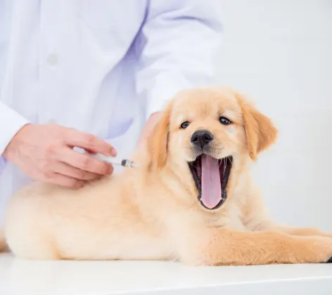 Labrador puppy getting a shot on clinic table from Veterinarian.