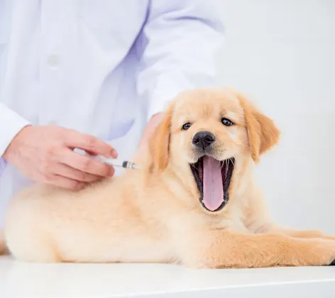 Labrador puppy getting a shot on clinic table from Veterinarian. Labrador puppy getting a shot on clinic table from Veterinarian.