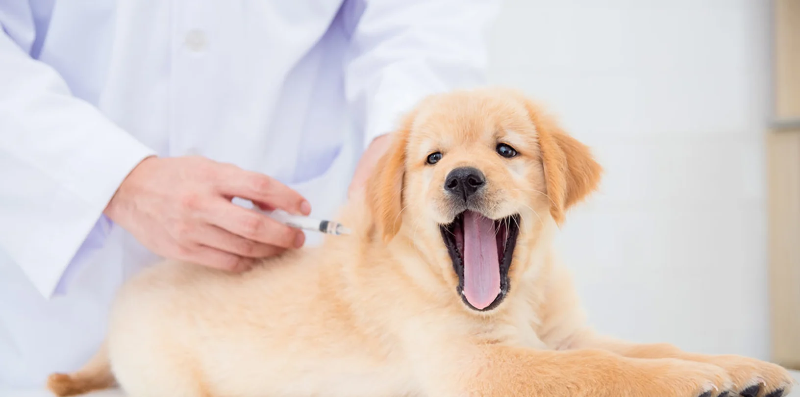 Labrador puppy getting a shot on clinic table from Veterinarian. Labrador puppy getting a shot on clinic table from Veterinarian.