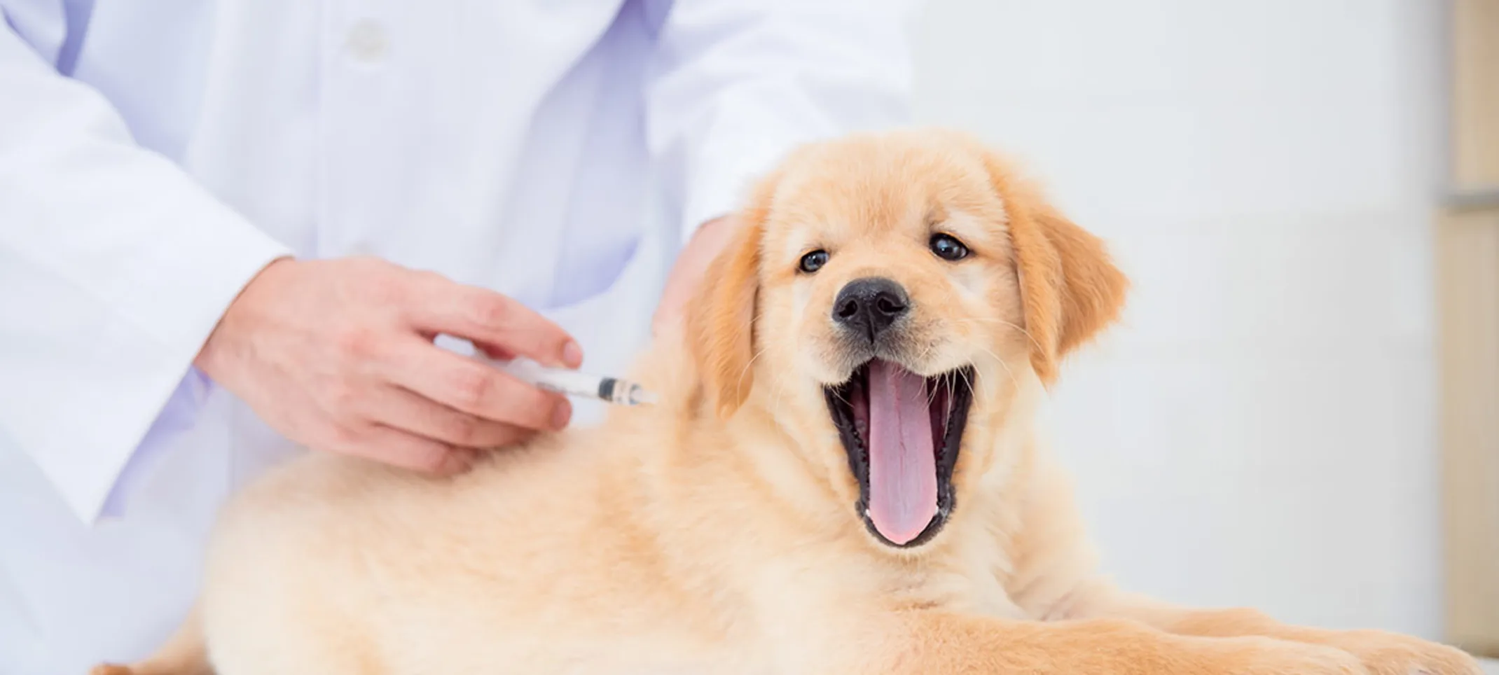 Labrador puppy getting a shot on clinic table from Veterinarian.