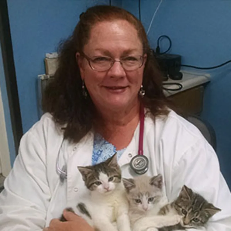 Women staring at the camera holding 3 kittens Women staring at the camera holding 3 kittens
