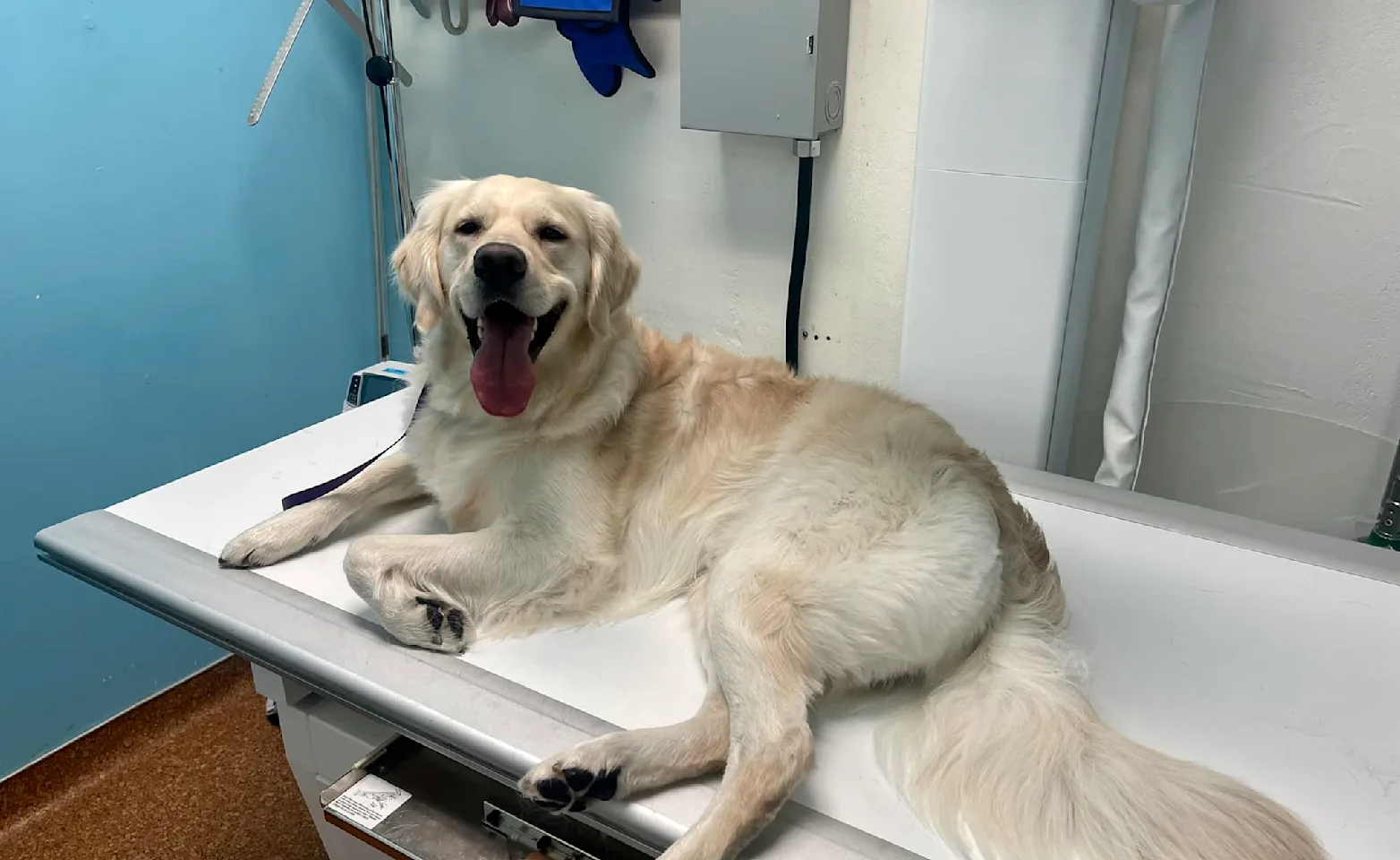 Large white dog on table