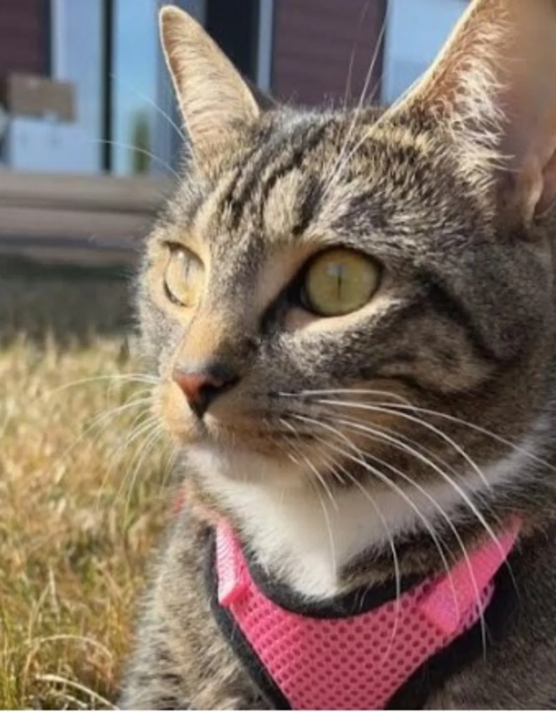 Emily Bechard Emily Bechard