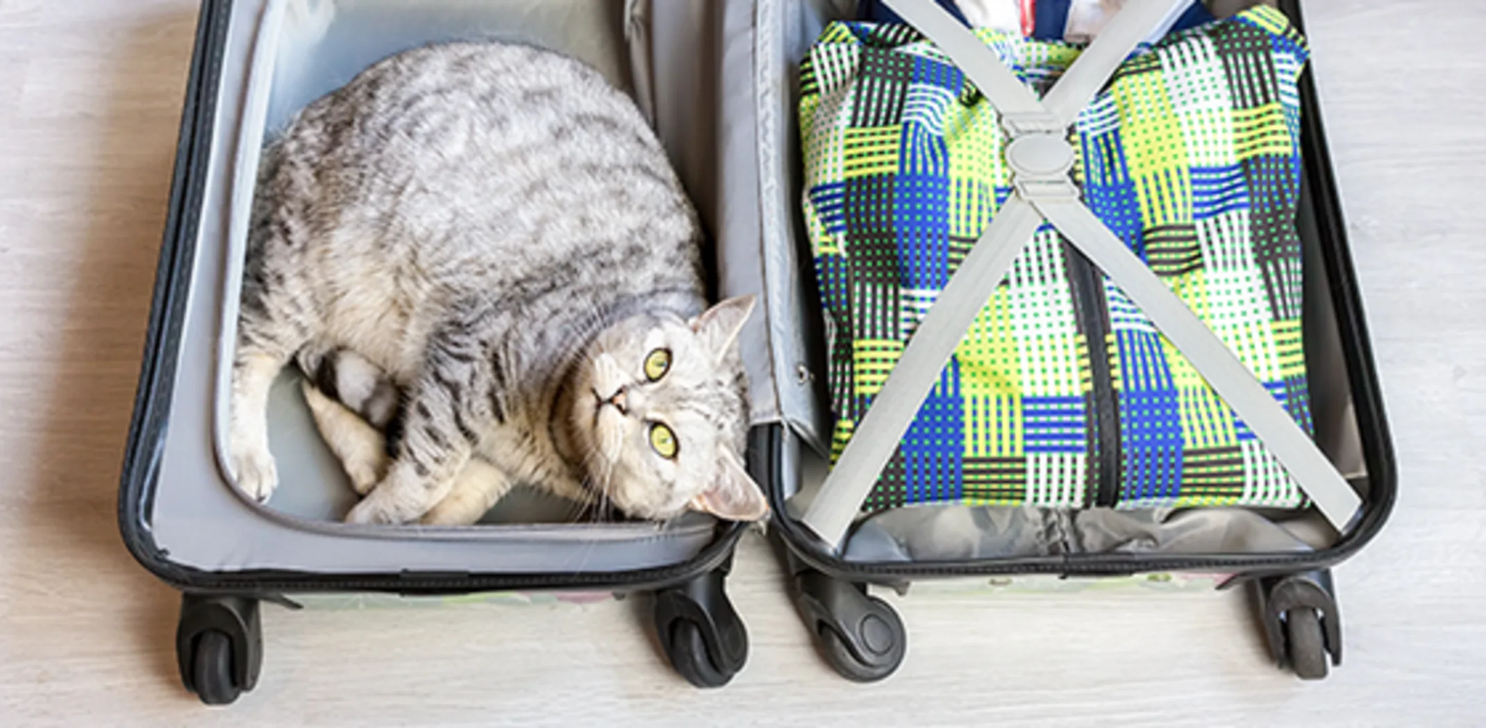 Cat in suitcase ready to travel