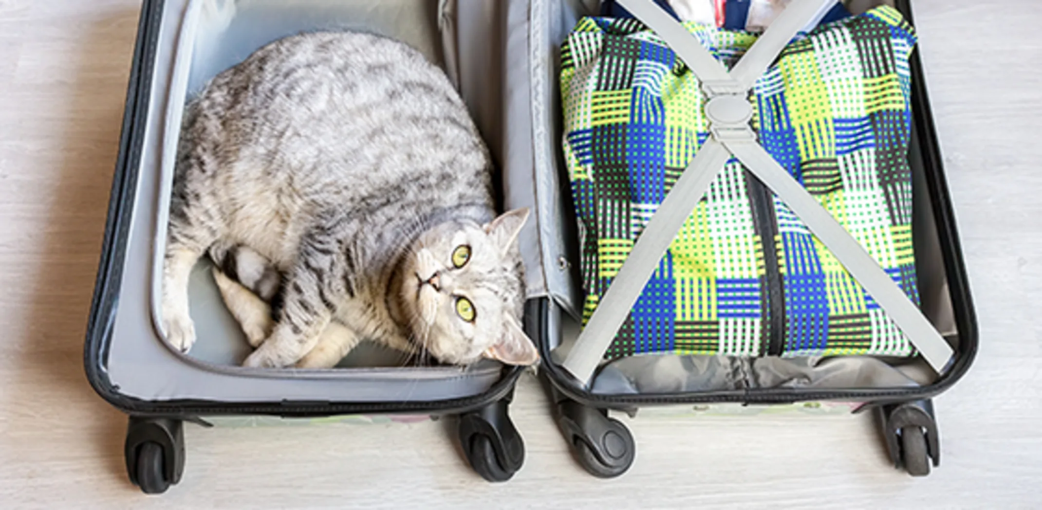 Cat in suitcase ready to travel