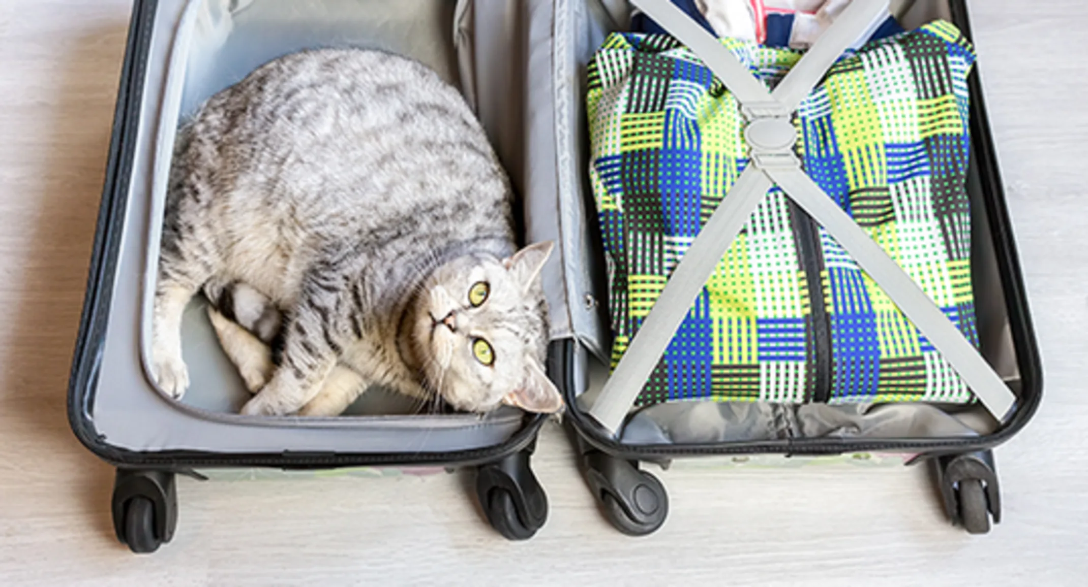 Cat in suitcase ready to travel Cat in suitcase ready to travel