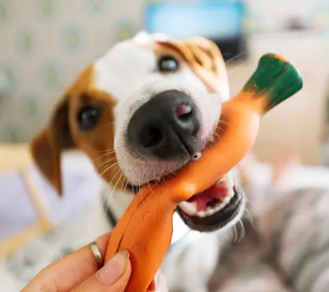 Dog eating toy Dog eating toy