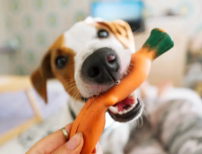 Dog eating toy 