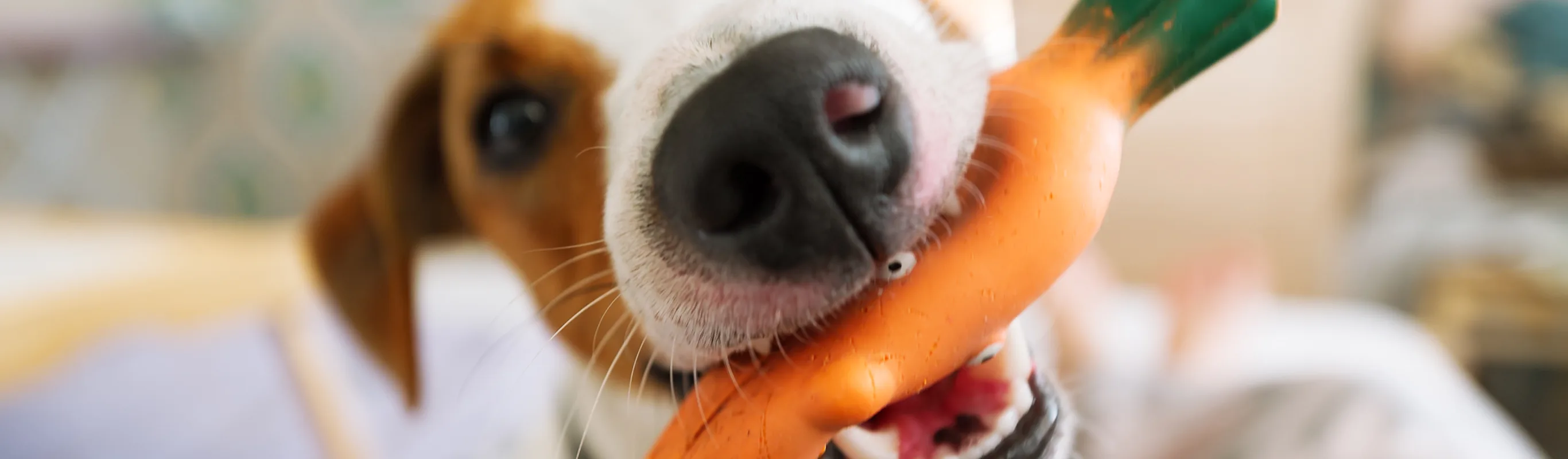 Dog eating toy Dog eating toy