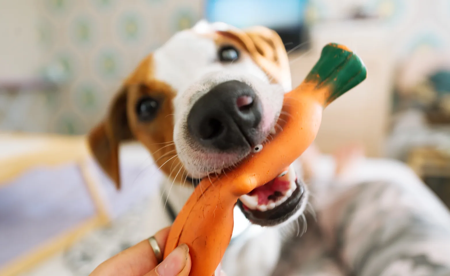 Dog eating toy 