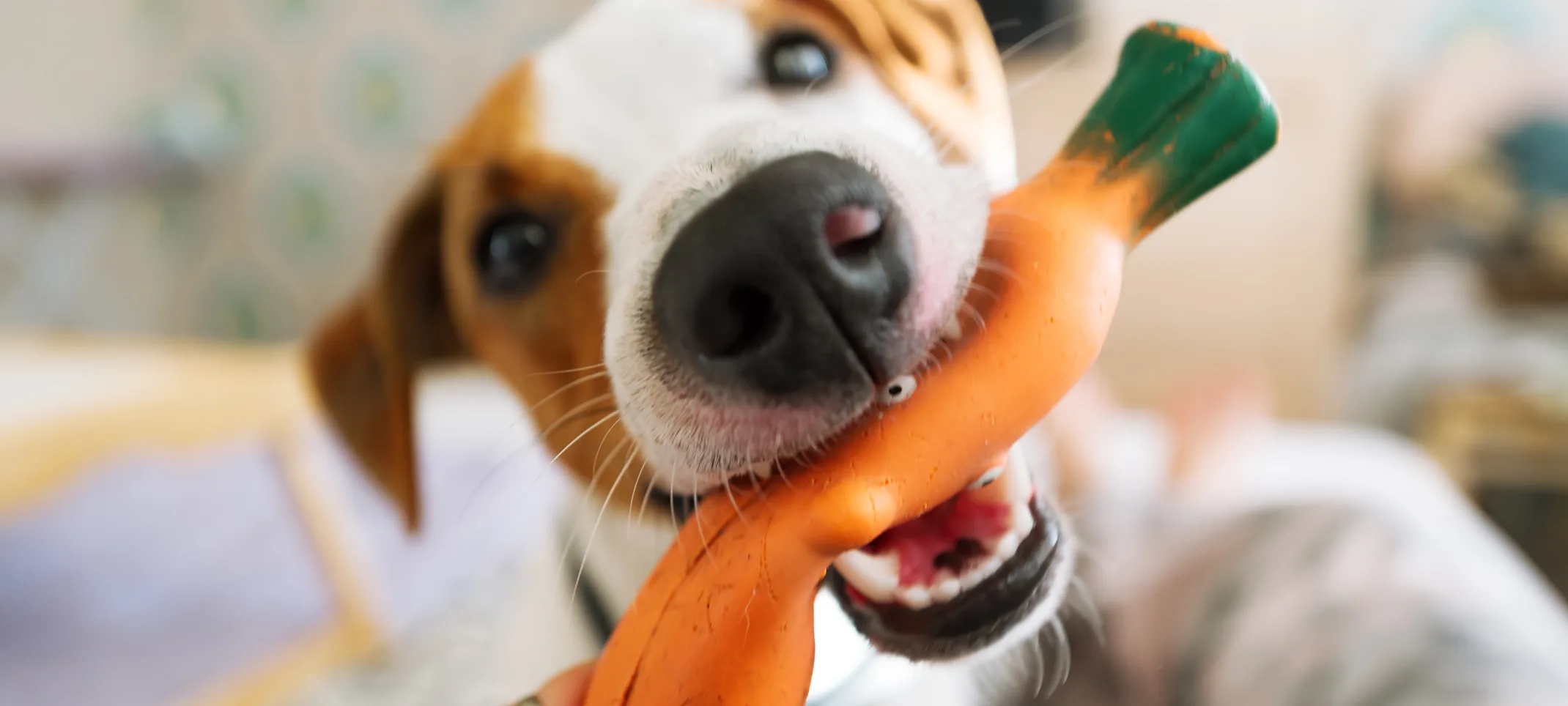 Dog eating toy Dog eating toy