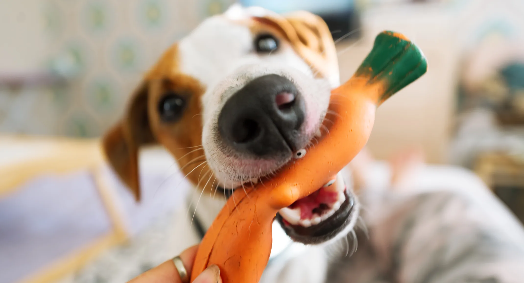 Dog eating toy Dog eating toy