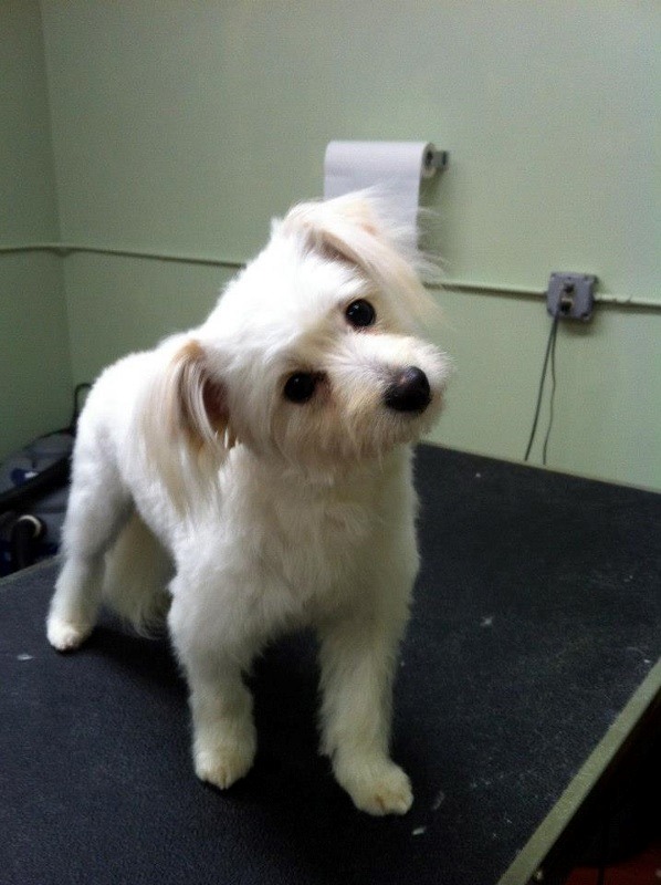 Groomed small dog standing on table