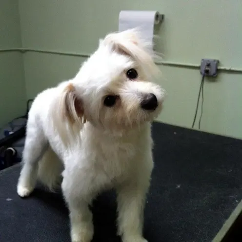 Groomed small dog standing on table Groomed small dog standing on table