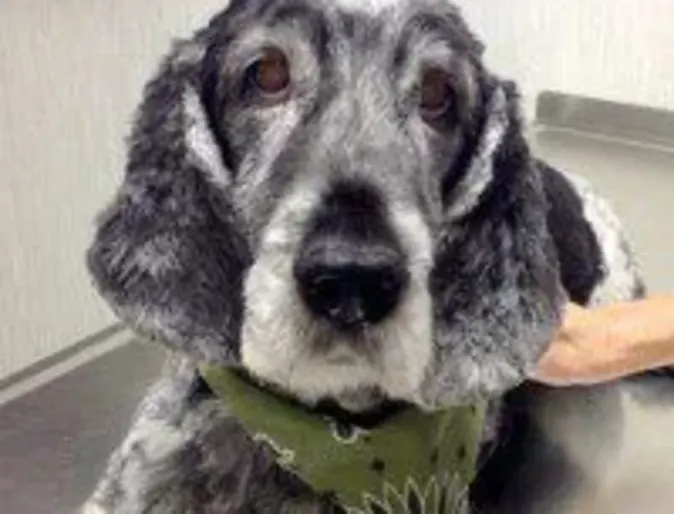 Senior dog inside Senior dog inside