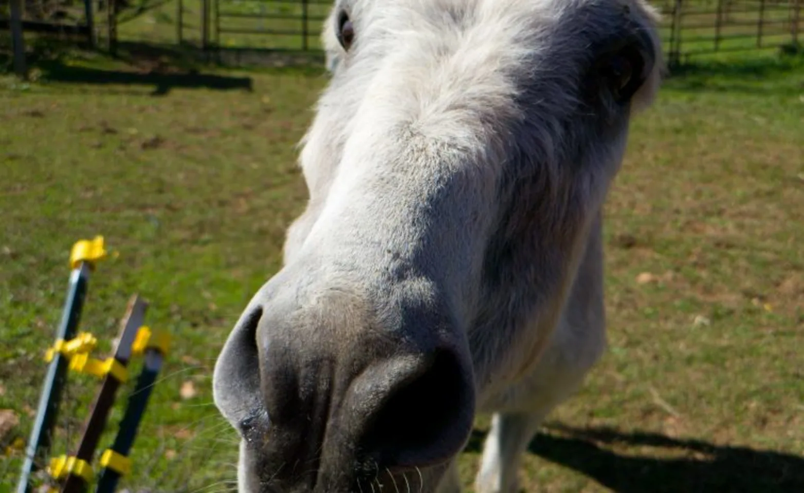 white donkey with talll ears