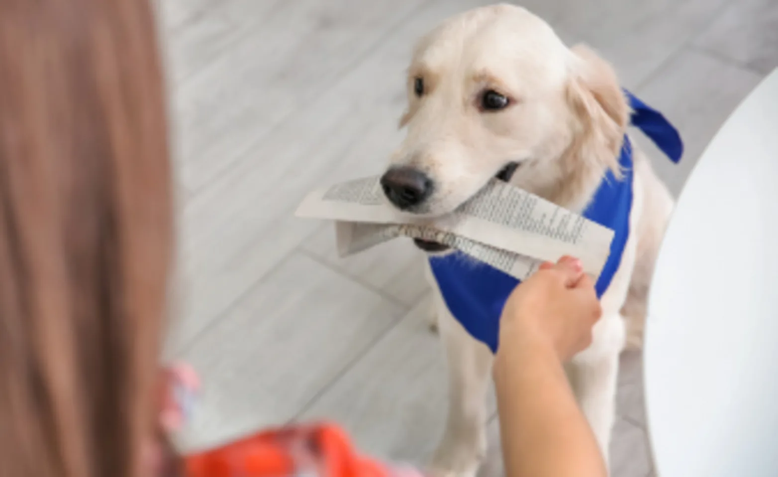 Cream colored dog with a blue bandana on holding a newspaper in its mouth Cream colored dog with a blue bandana on holding a newspaper in its mouth