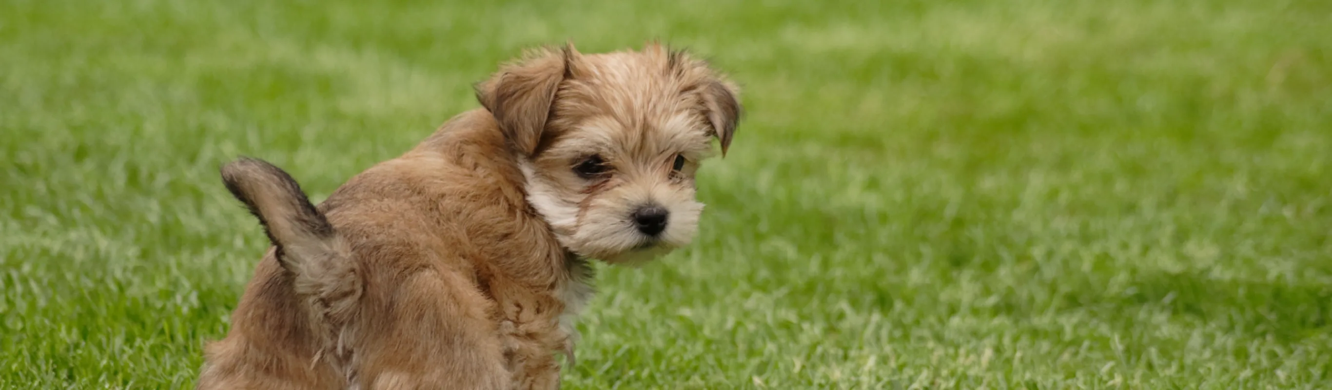 Puppy standing in the grass Puppy standing in the grass