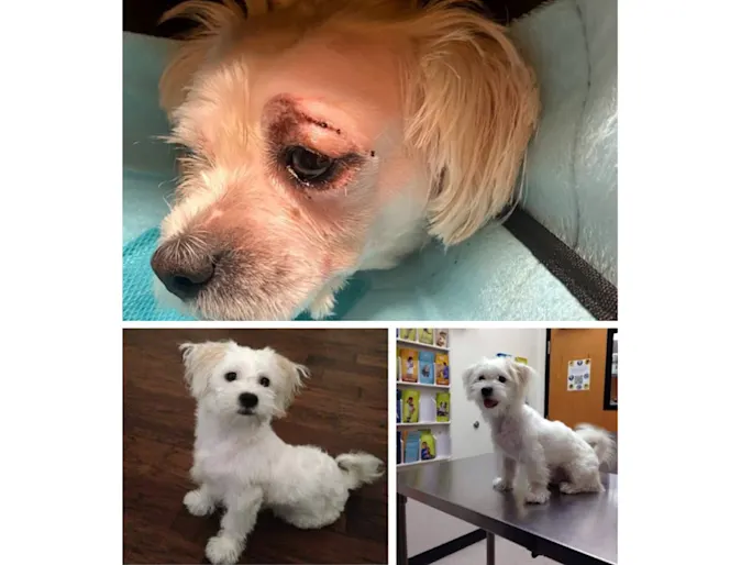 Three sectioned photo of Leo Lambchop after procedure Three sectioned photo of Leo Lambchop after procedure