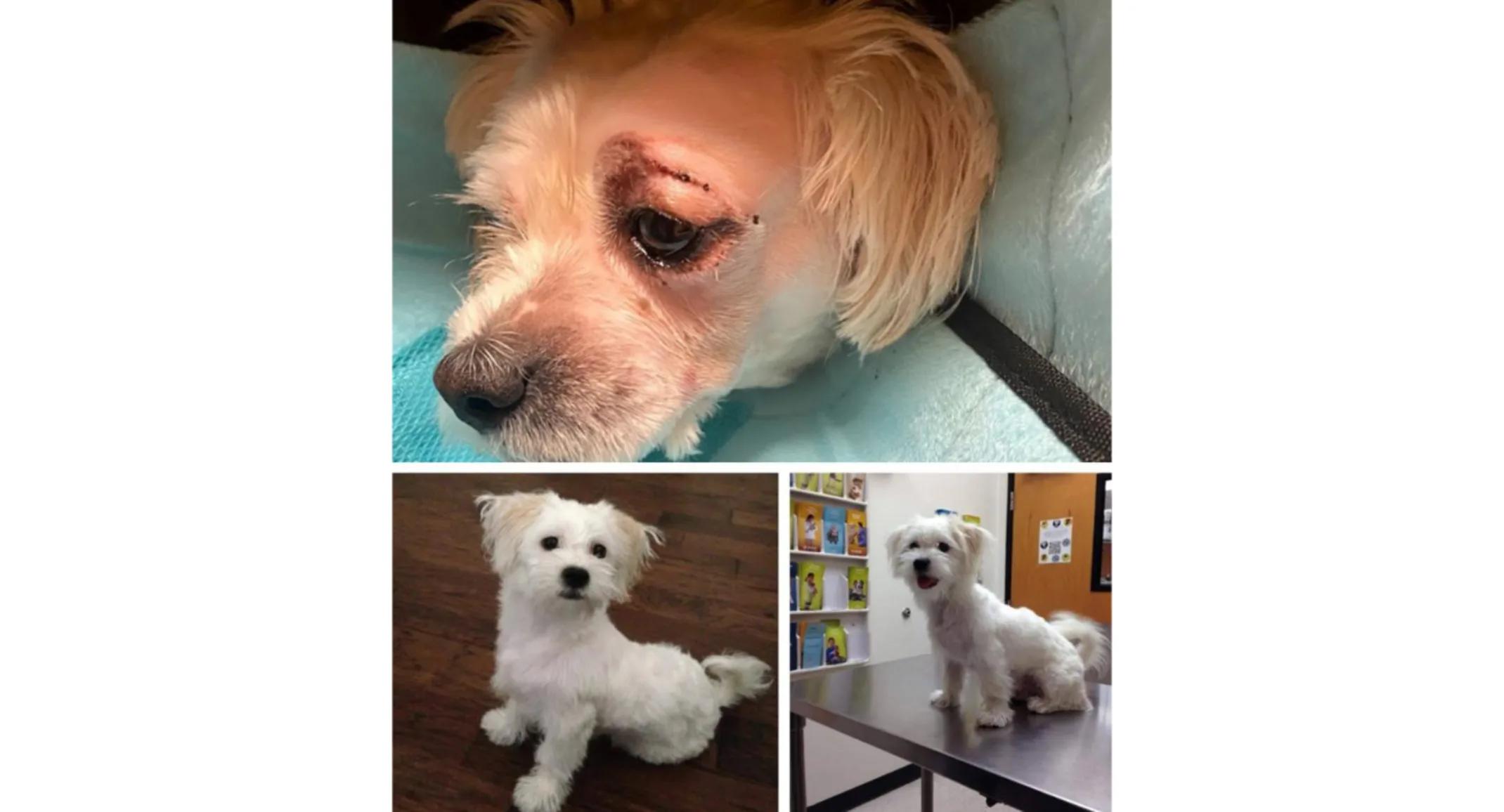 Three sectioned photo of Leo Lambchop after procedure Three sectioned photo of Leo Lambchop after procedure