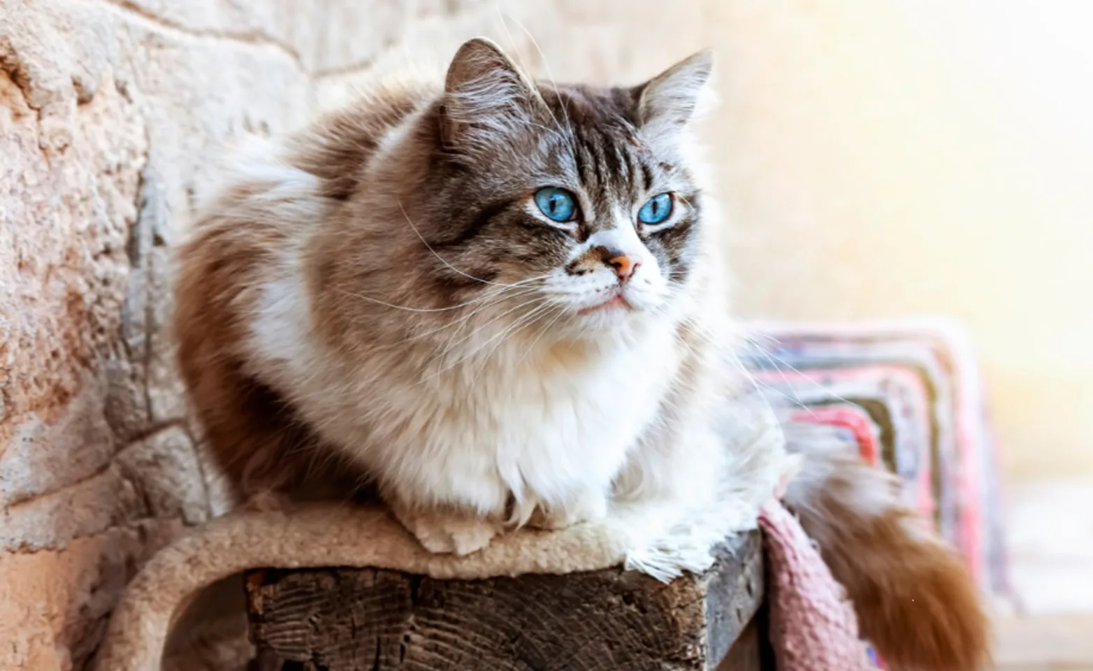 Cat Sitting on a Shelf Cat Sitting on a Shelf