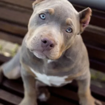 Dog on Bench Dog on Bench