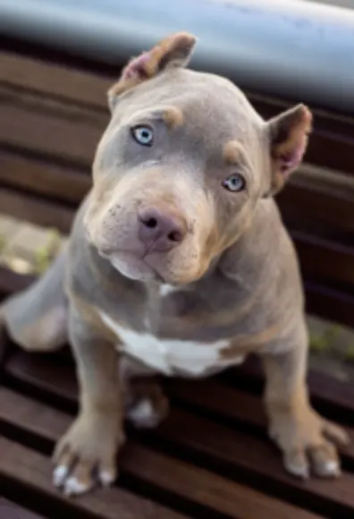 Dog on Bench