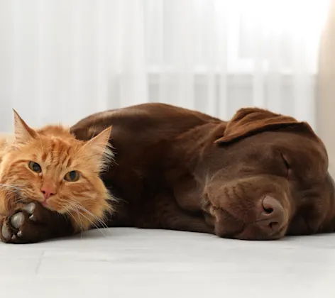 An Orange Tabby cat and a Brown Labrador Retriever are resting next to each other.