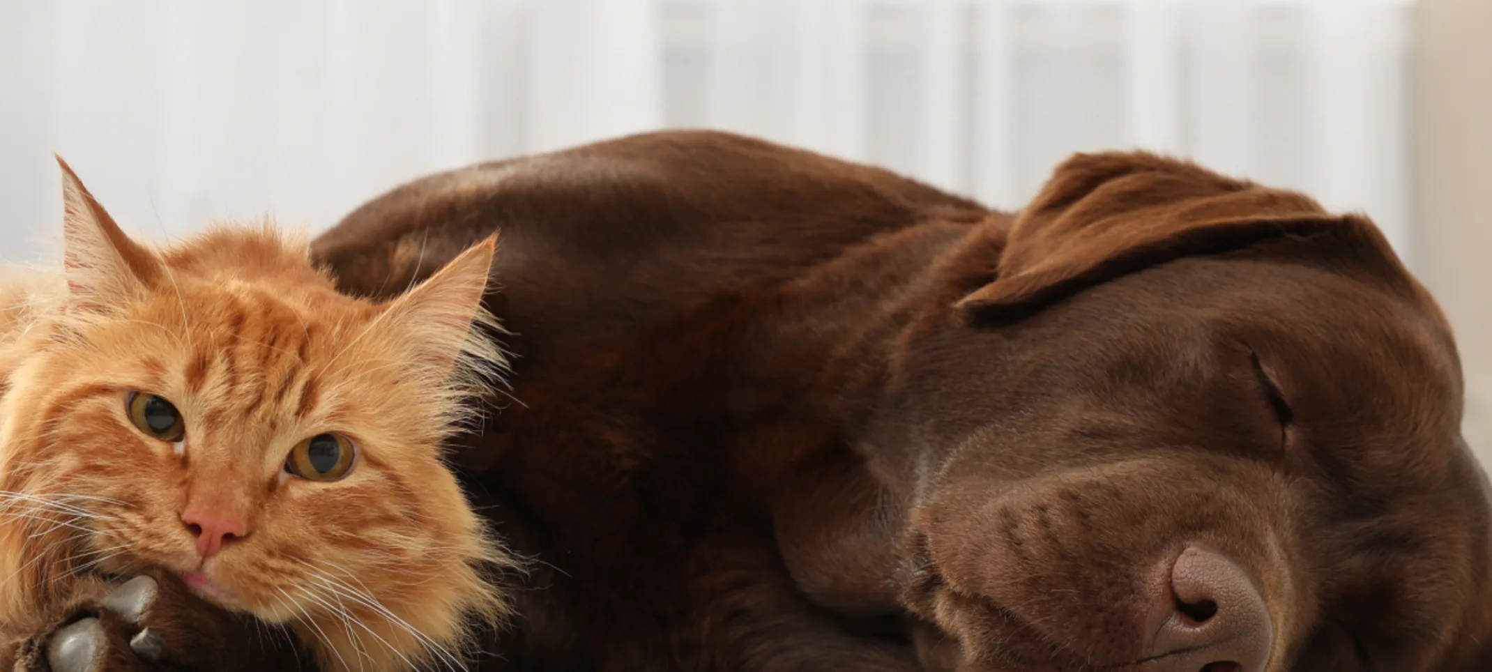 An Orange Tabby cat and a Brown Labrador Retriever are resting next to each other.
