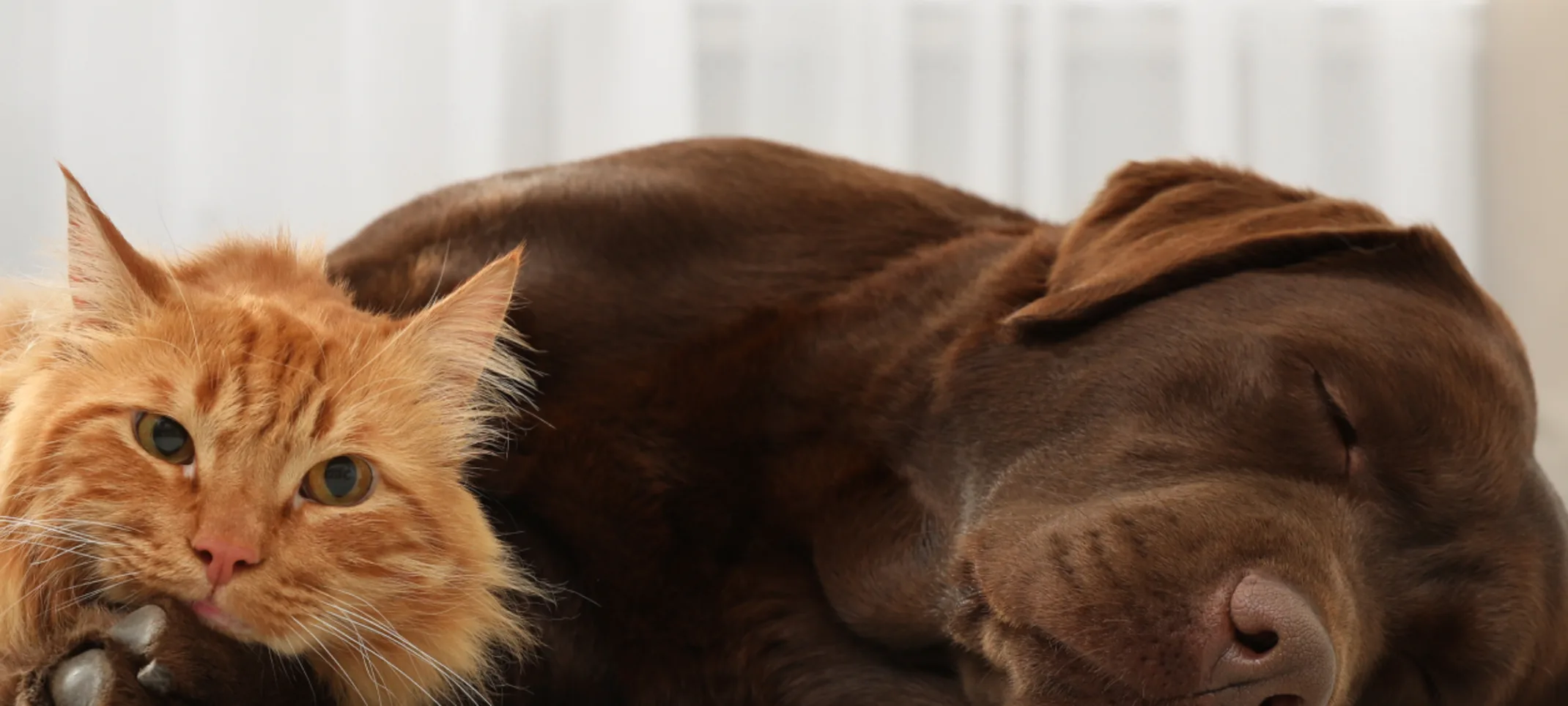 An Orange Tabby cat and a Brown Labrador Retriever are resting next to each other. An Orange Tabby cat and a Brown Labrador Retriever are resting next to each other.