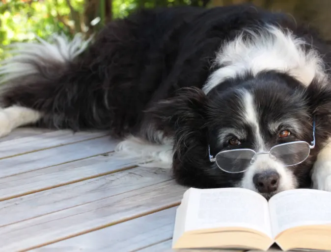 Black and white dog laying down reading with glasses on