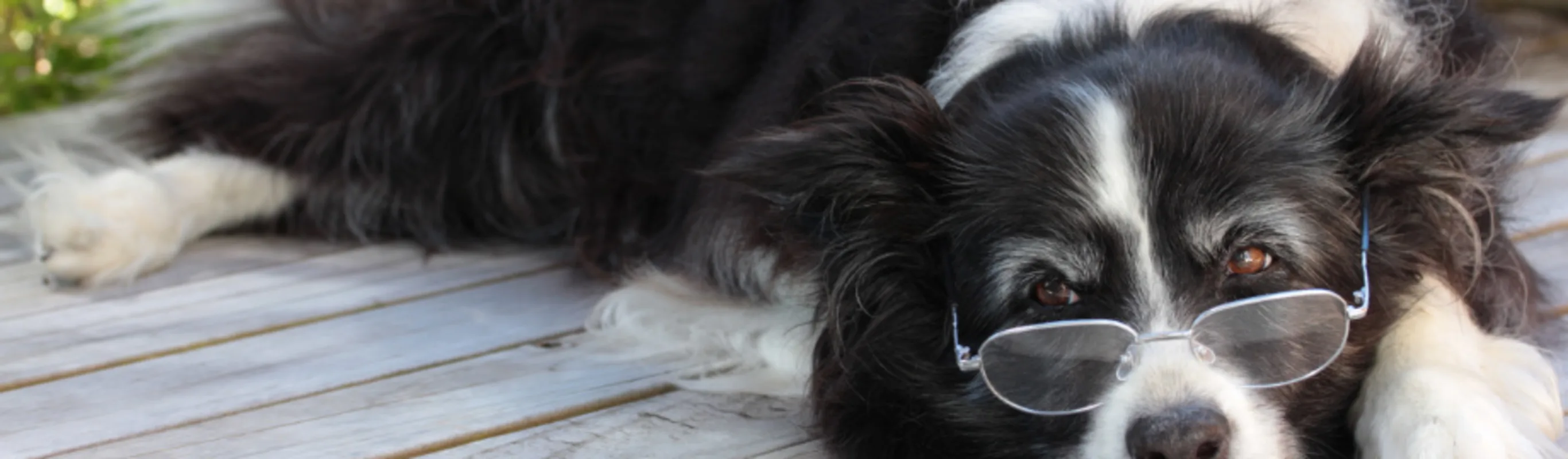 Black and white dog laying down reading with glasses on Black and white dog laying down reading with glasses on