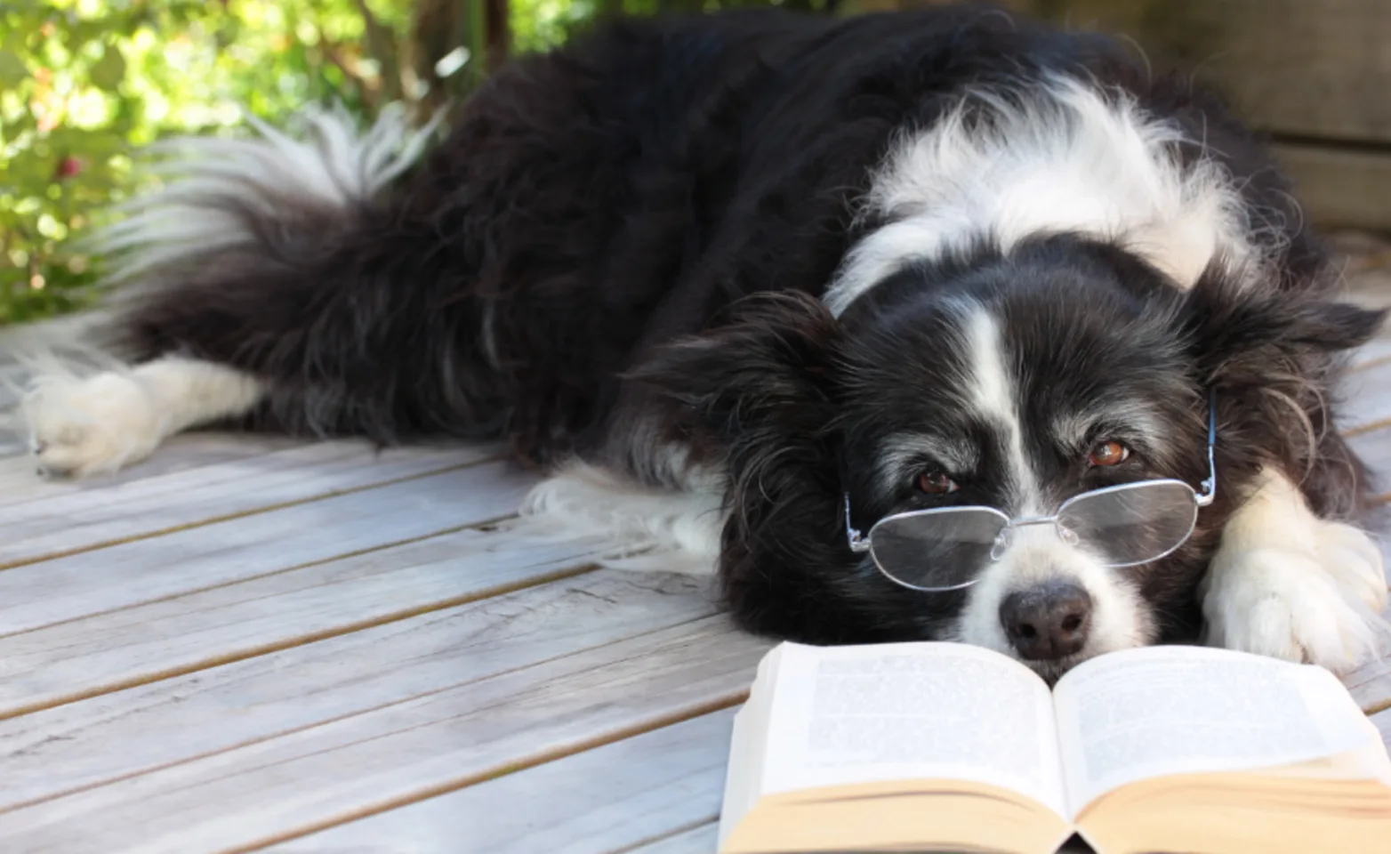 Black and white dog laying down reading with glasses on