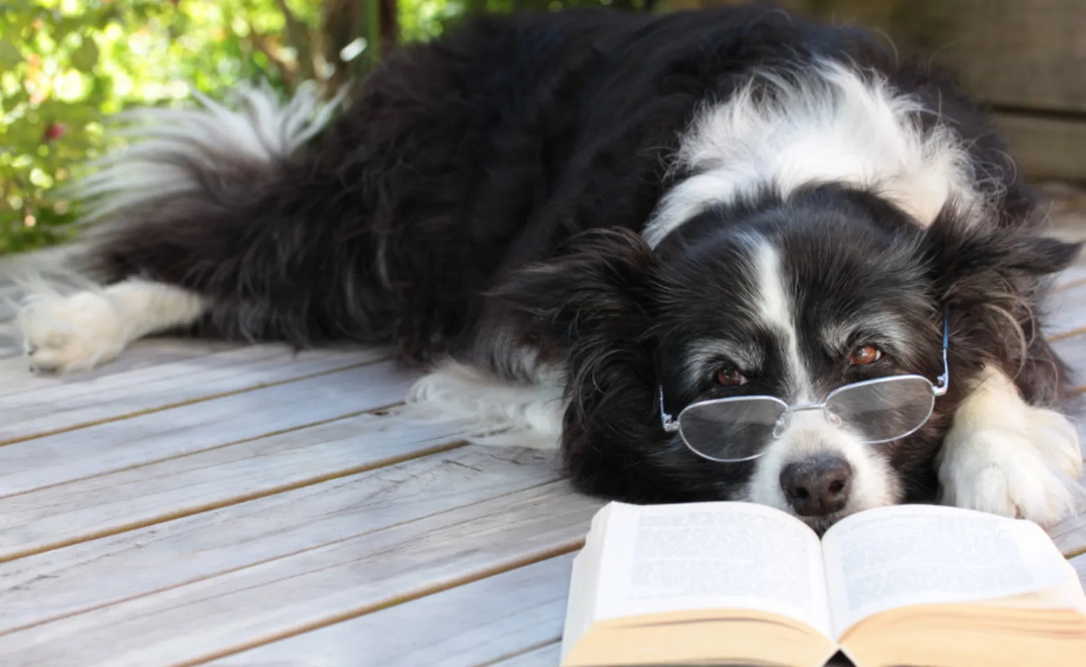 Black and white dog laying down reading with glasses on Black and white dog laying down reading with glasses on
