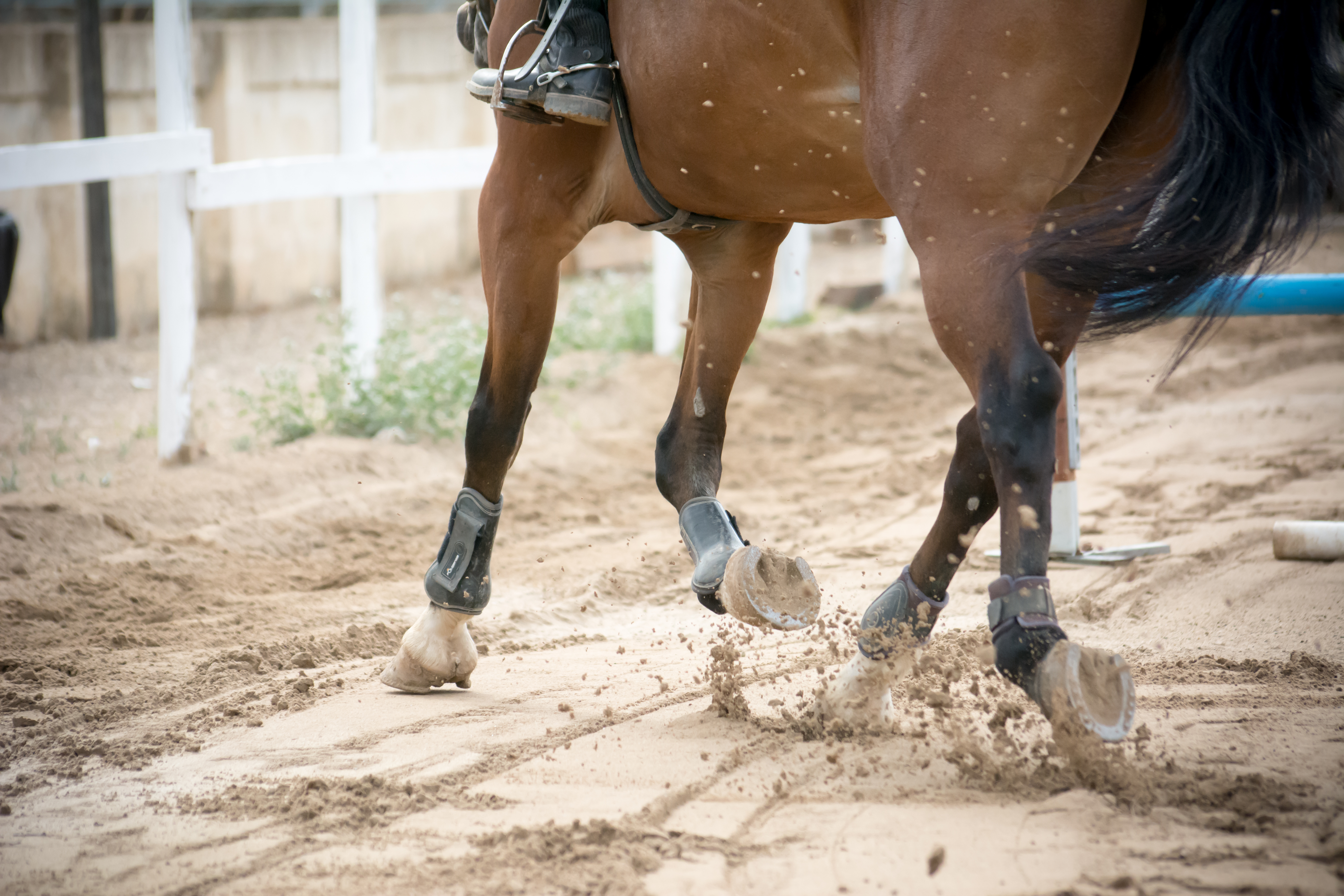 Lameness Exams and Performance Diagnostics 4