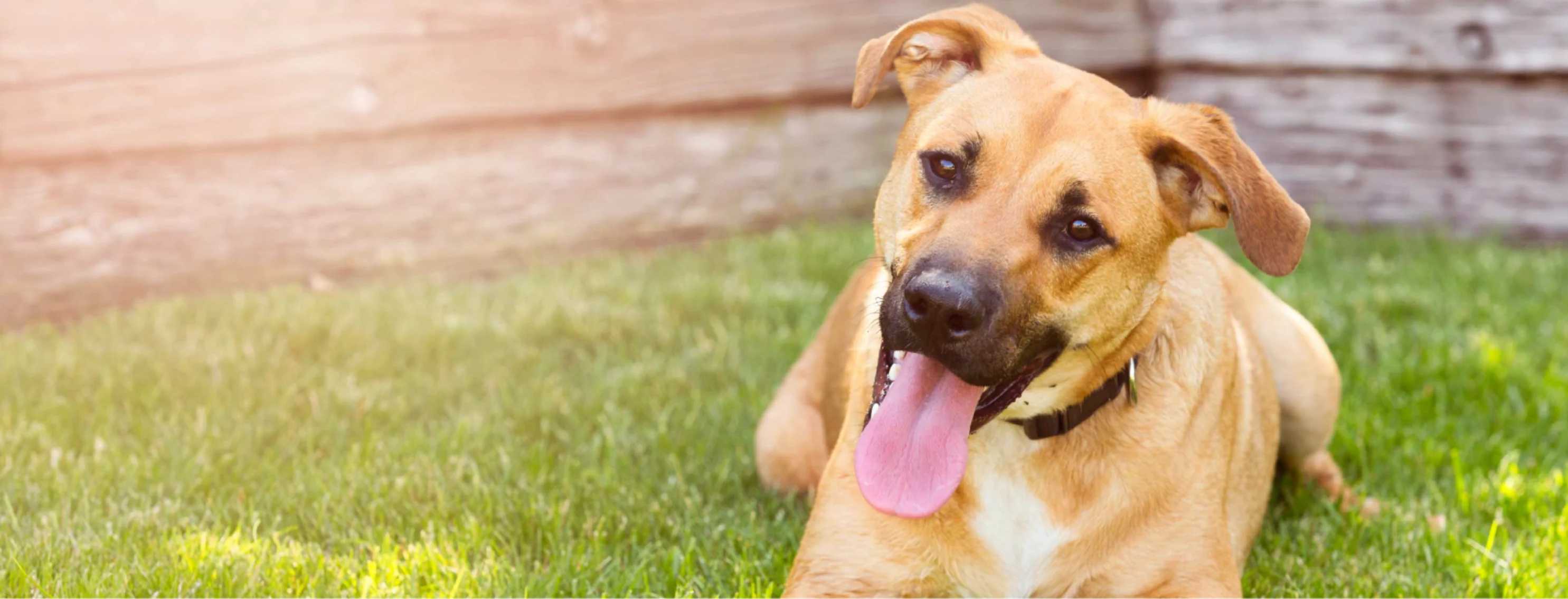 Dog laying down in grass with tongue out