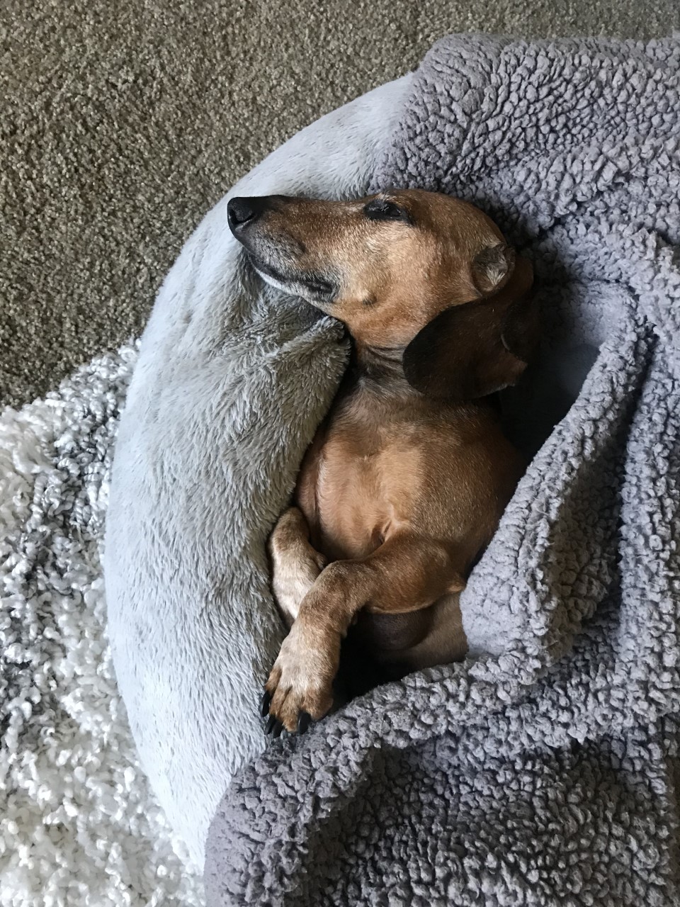 Dog napping wrapped in blanket
